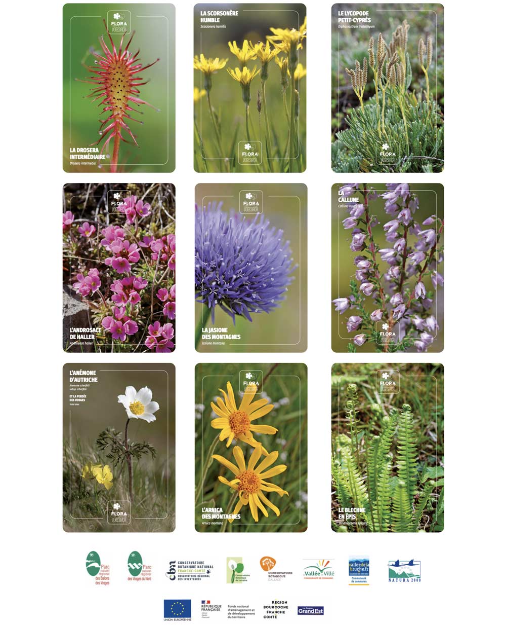 Cartes postales flora vogesiaca flore vosges sauvage Conservatoire botanqiue