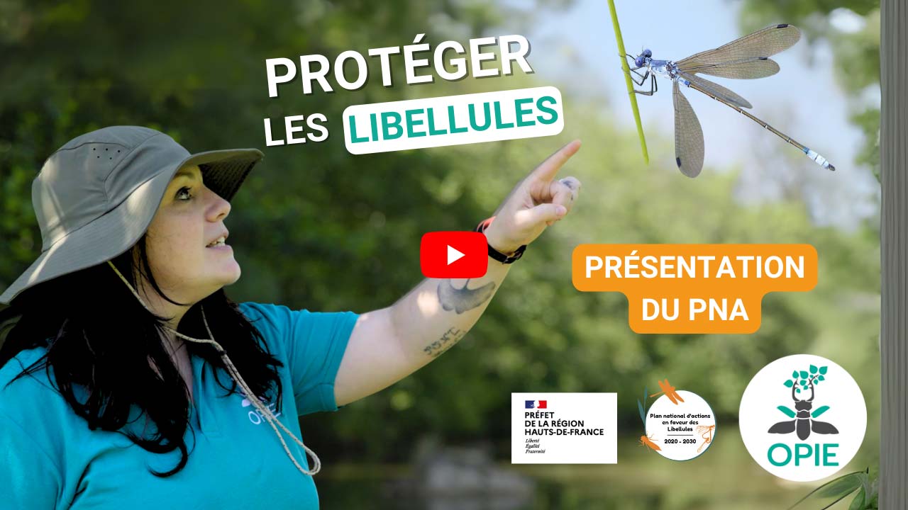 Miniature vidéo protéger les libellules