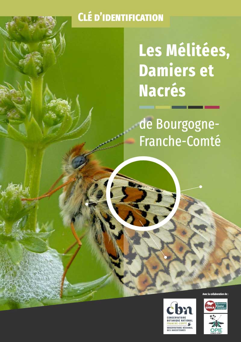 Clé d'identification des Mélitées, Damiers et Nacrés de  Bourgogne-Franche-Comté