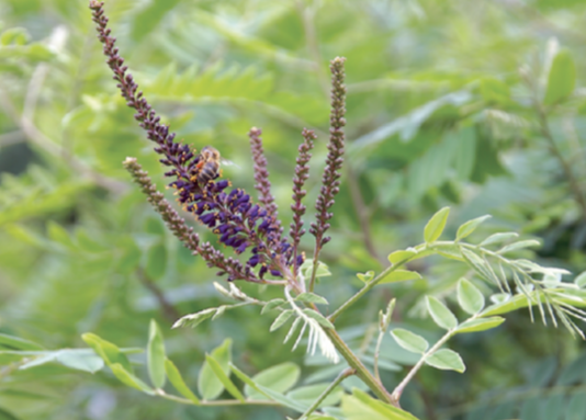Faux-indigo (Amorpha fruticosa) - CBNFC-ORI
