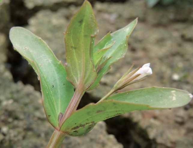 Lindernie fausse-gratiole (Lindernia dubia) - CBNFC-ORI