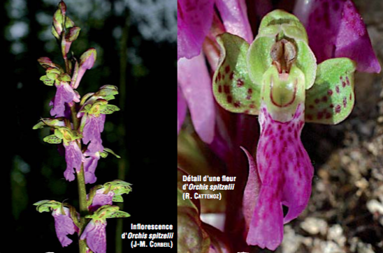 Orchis de Spitzel - CBNFC-ORI