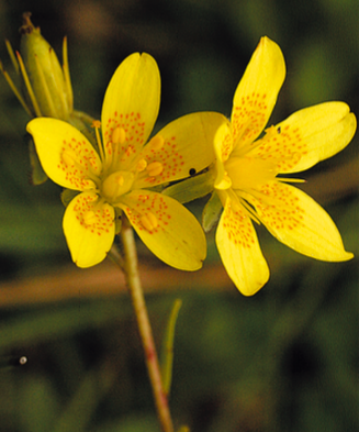 Saxifrage oeil-de-bouc (Saxifraga hirculus) - CBNFC-ORI