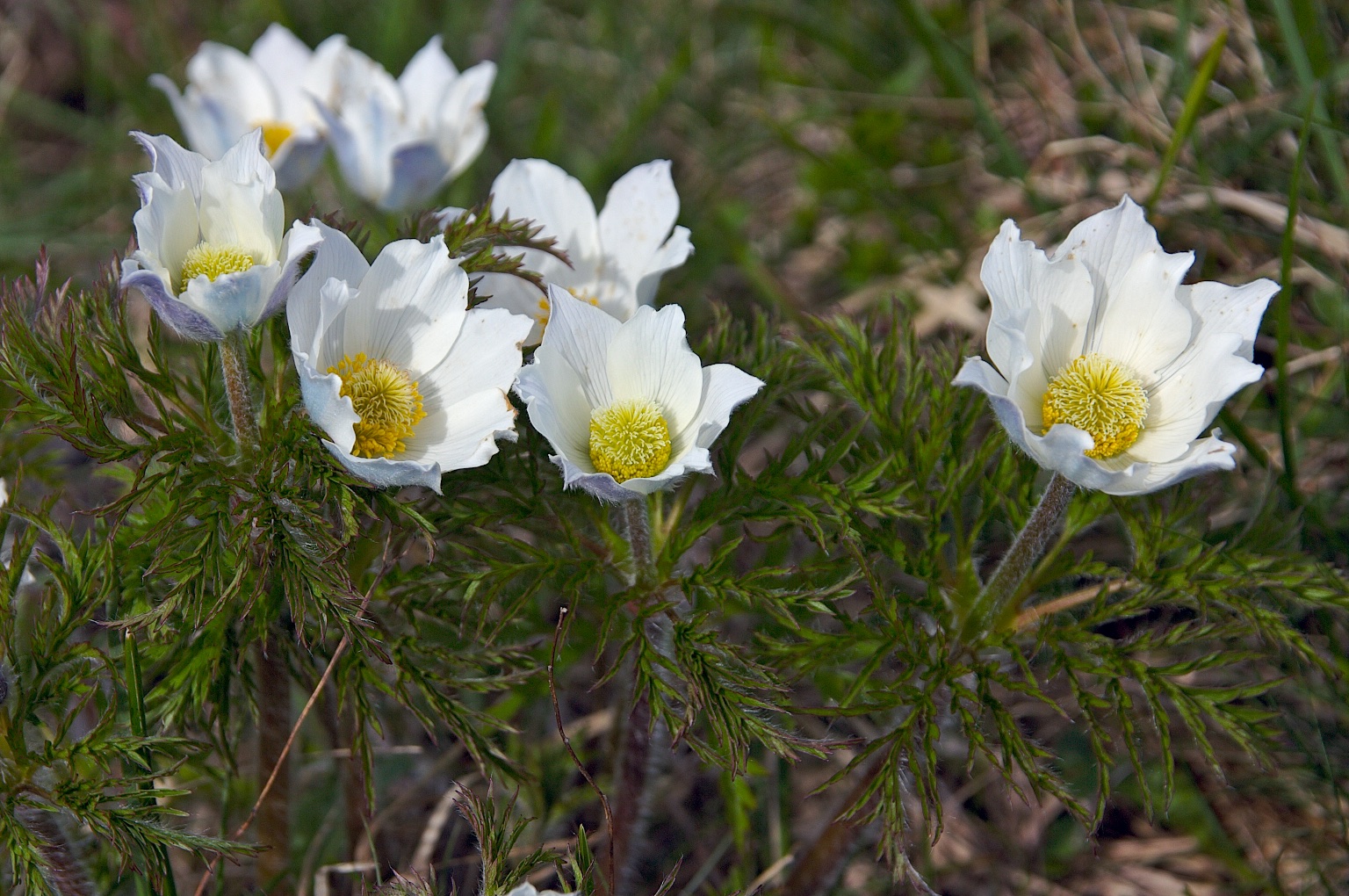 Anemone alpina subsp. alpina L., 1753