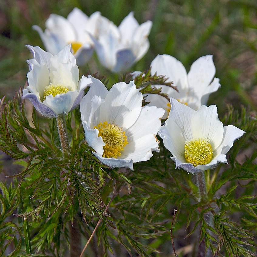 Anemone alpina subsp. alpina L., 1753