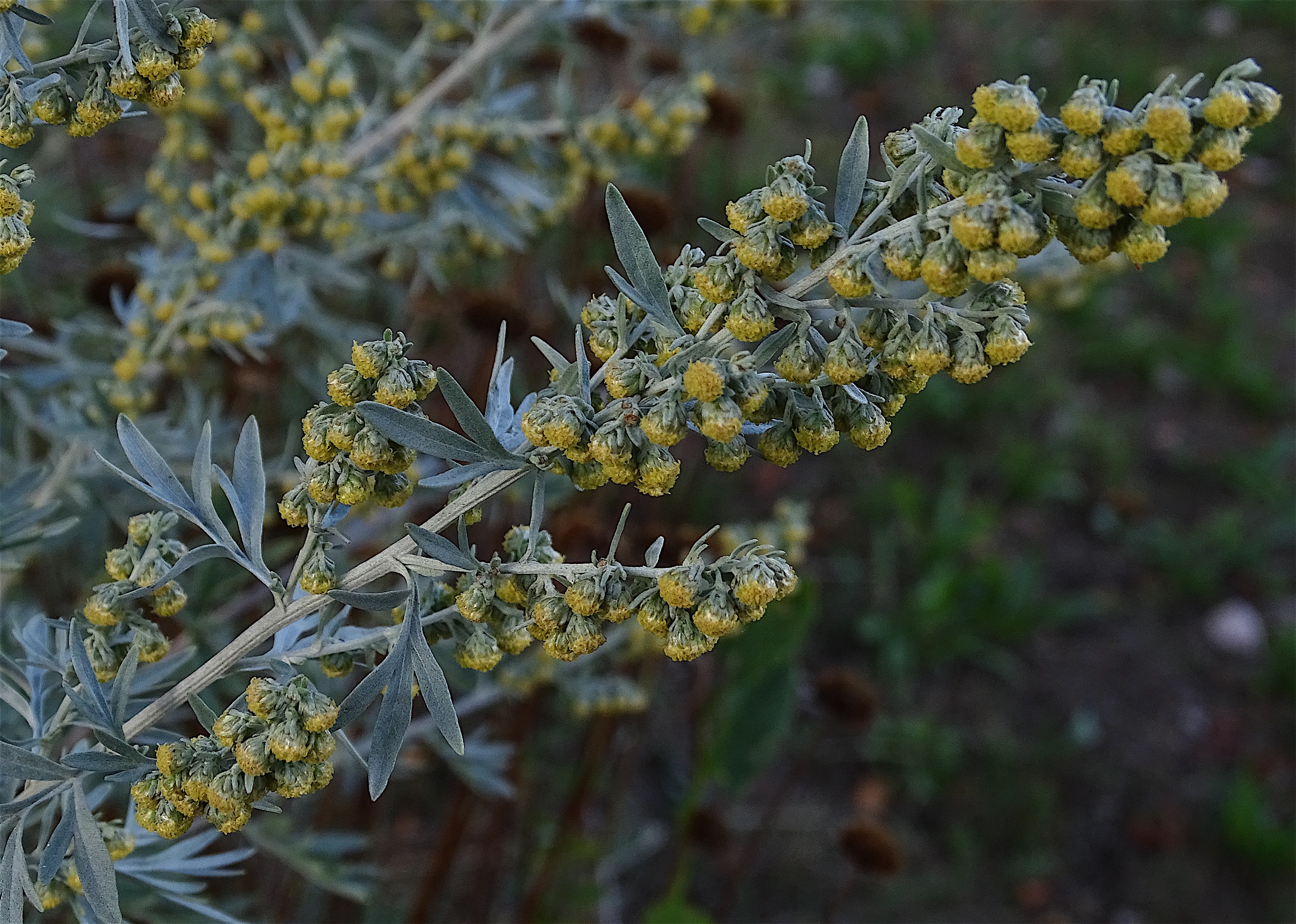 Artemisia absinthium L., 1753