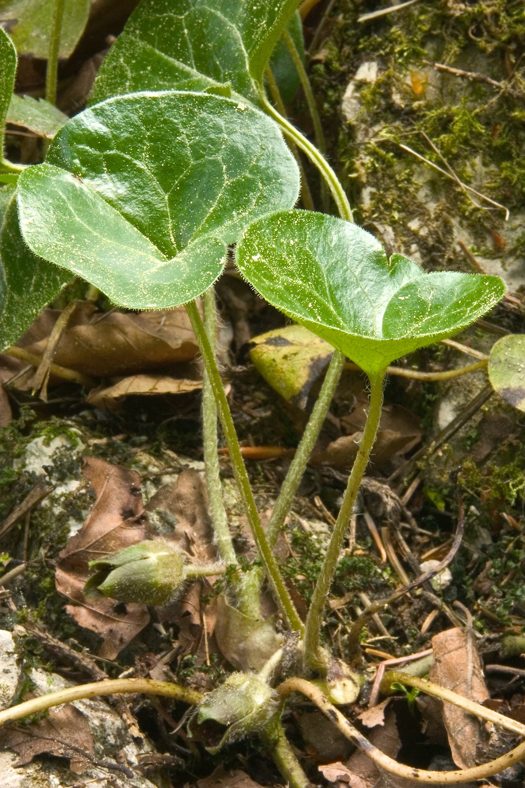 Asarum europaeum subsp. europaeum L., 1753