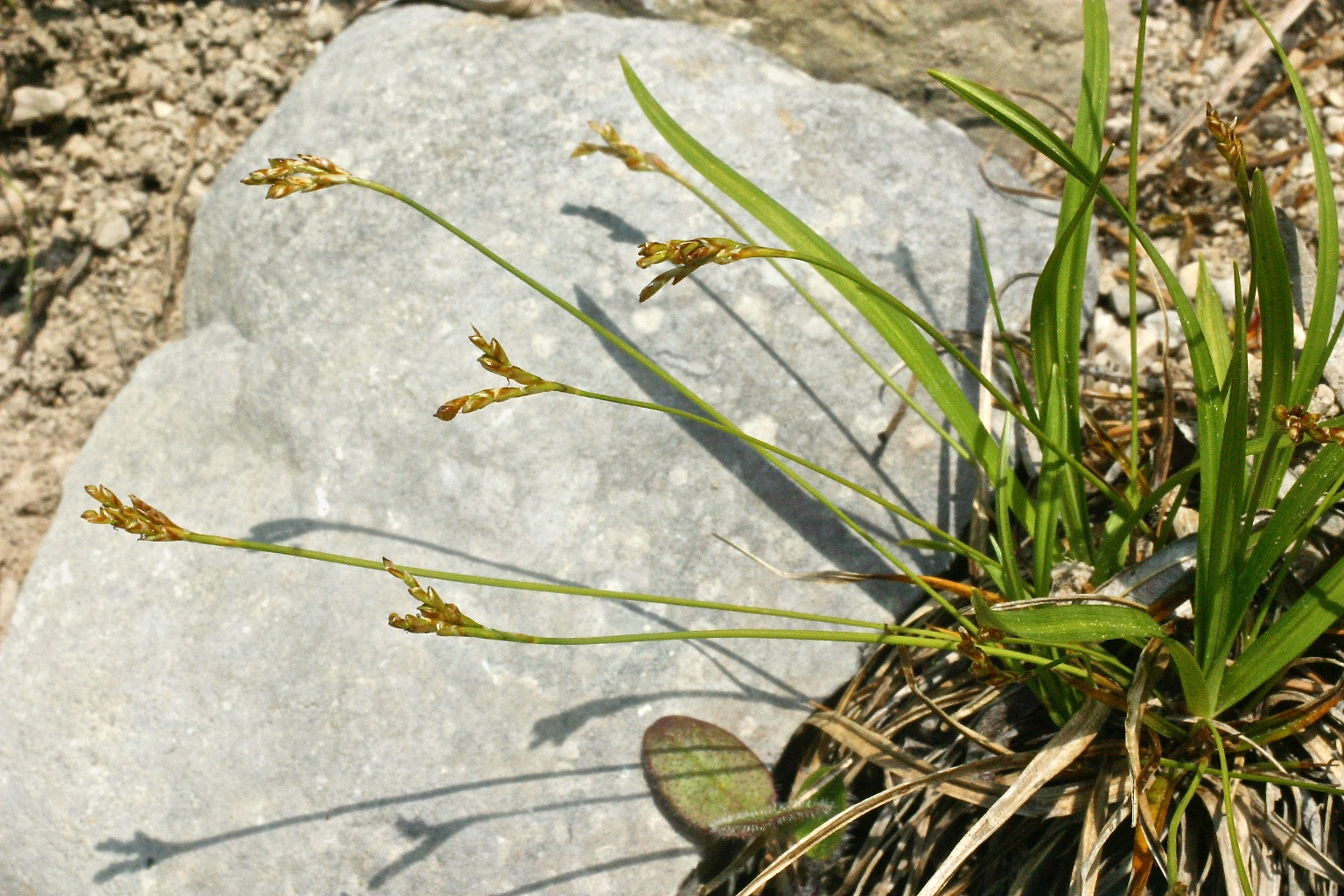 Carex ornithopoda subsp. ornithopoda Willd., 1805