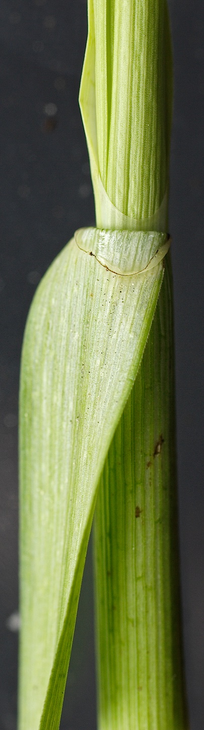 Carex paniculata subsp. paniculata L., 1755