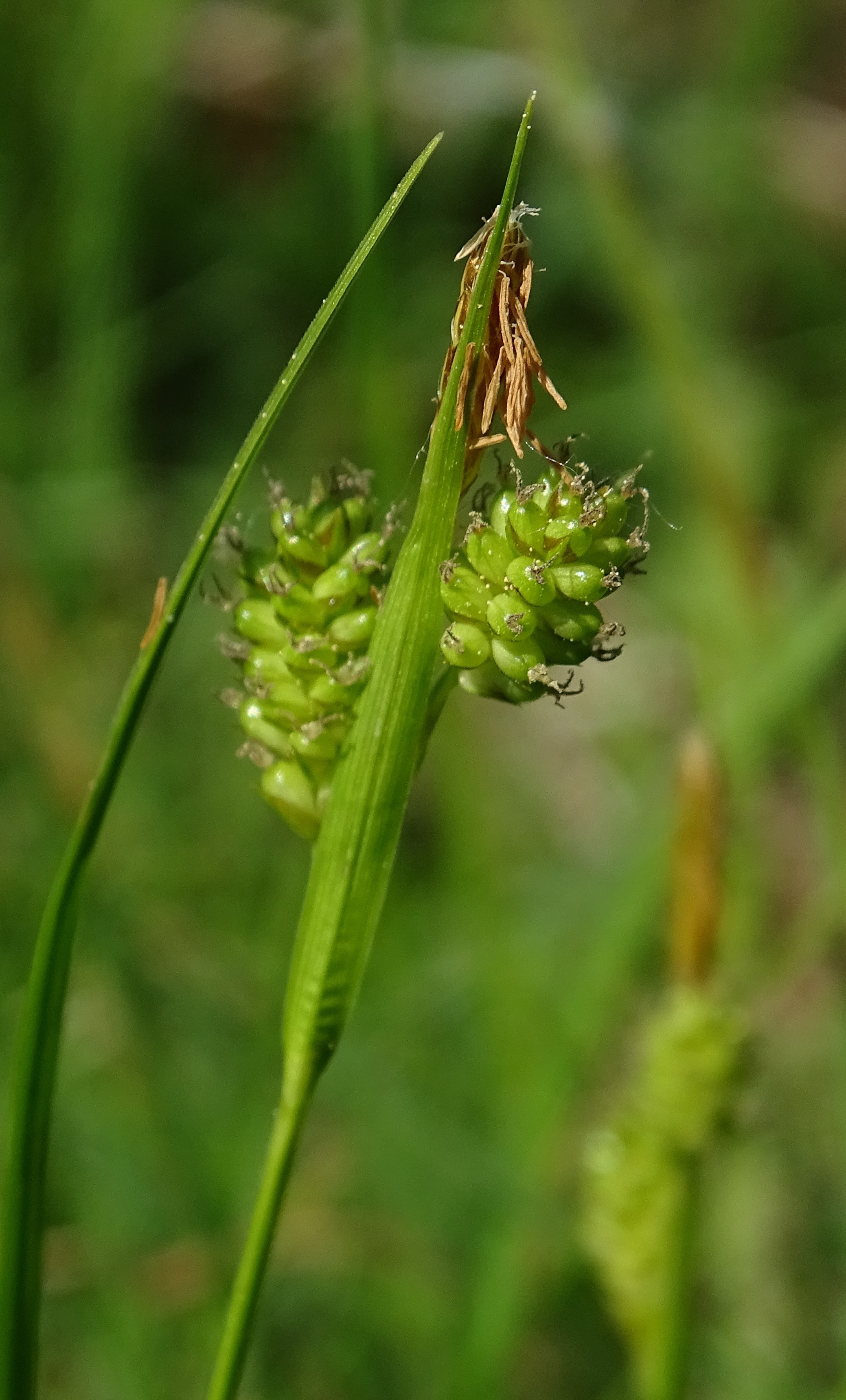 Carex pallescens L., 1753