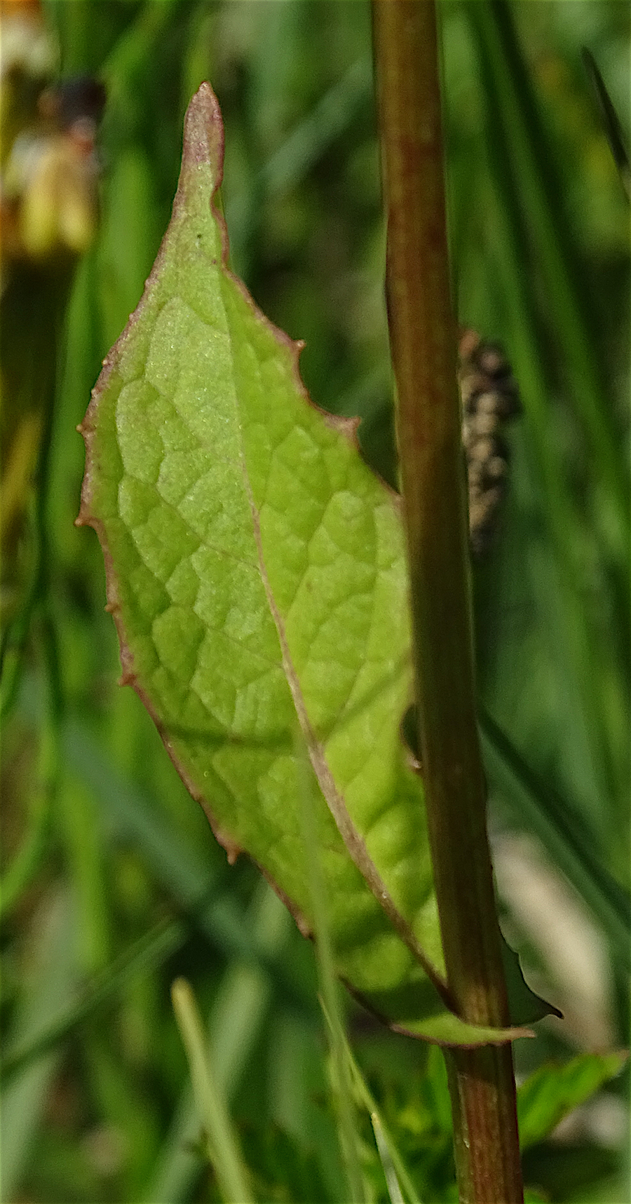 Crepis paludosa (L.) Moench, 1794