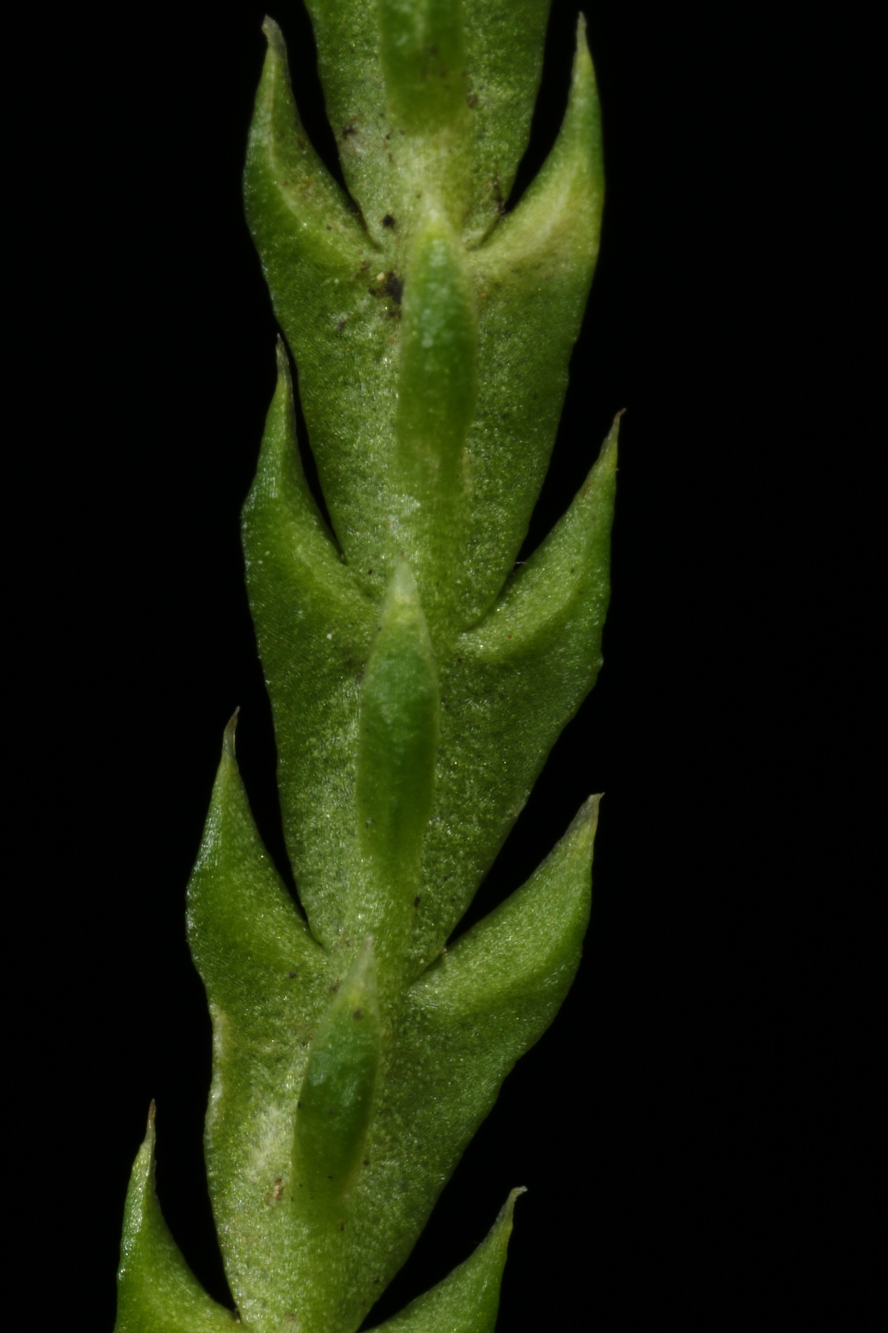 Lycopodium alpinum L., 1753