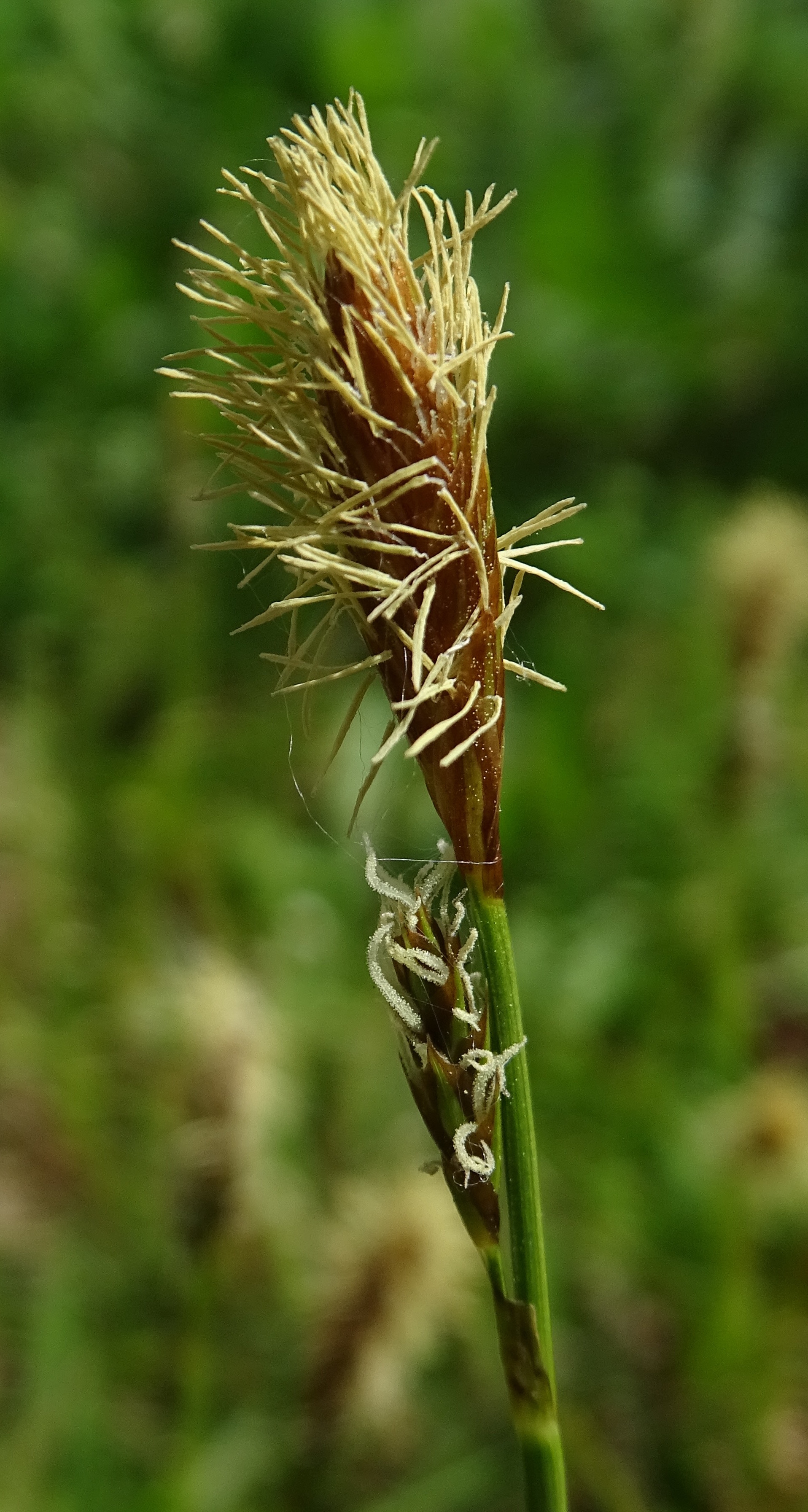 Carex caryophyllea Latourr., 1785
