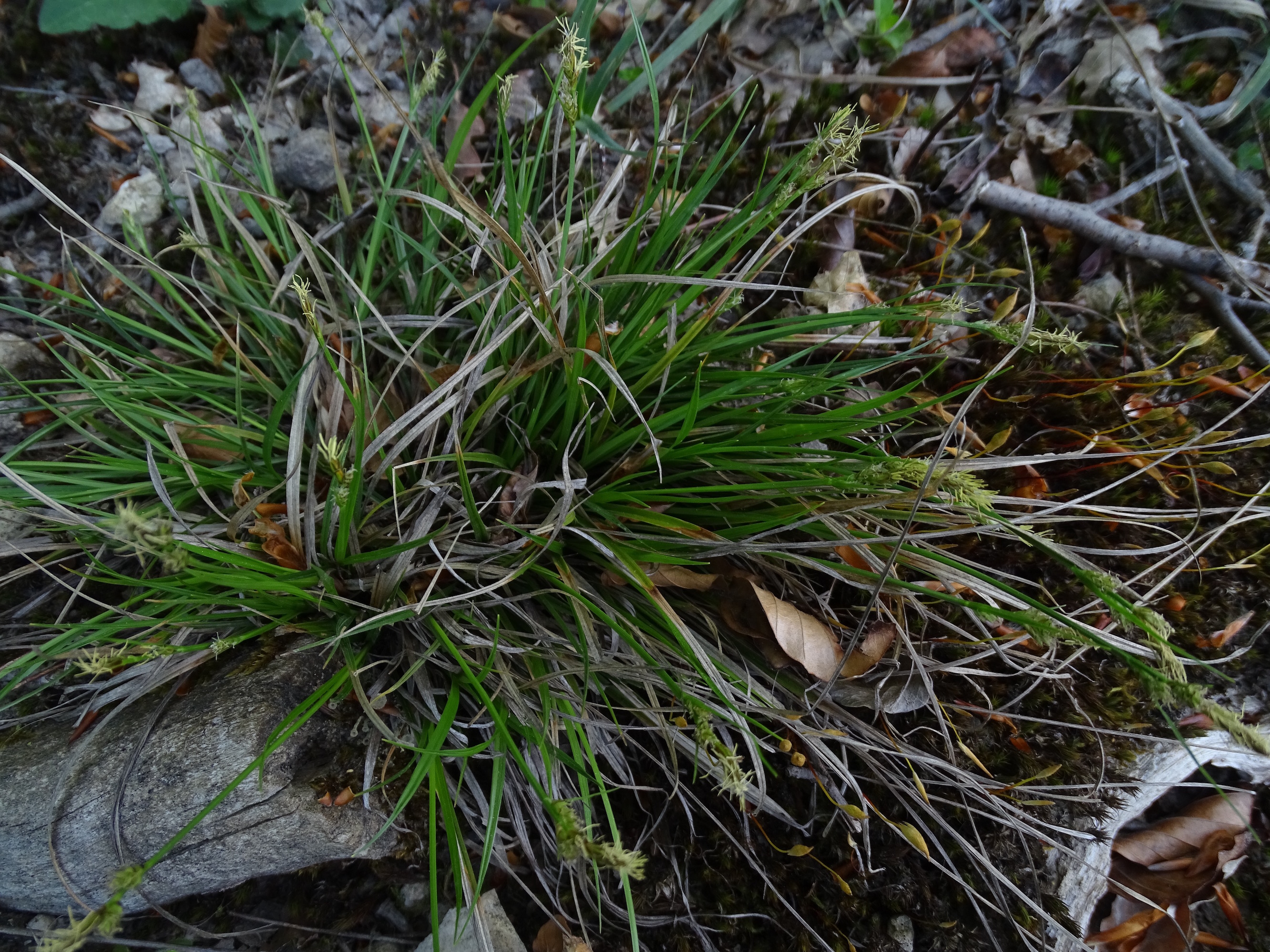 Carex pilulifera subsp. pilulifera L., 1753