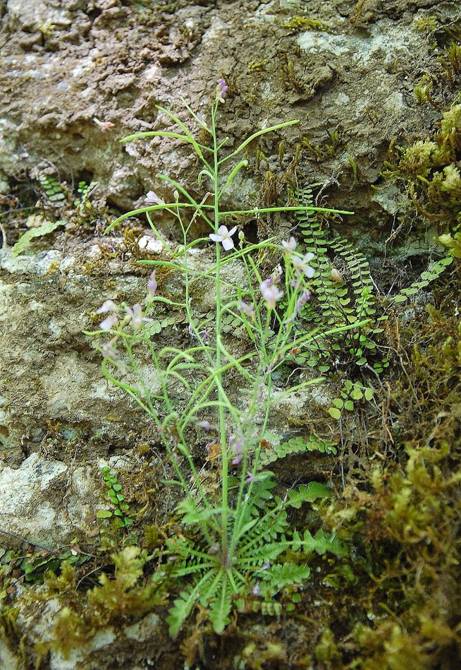 Arabidopsis arenosa (L.) Lawalr?e, 1960