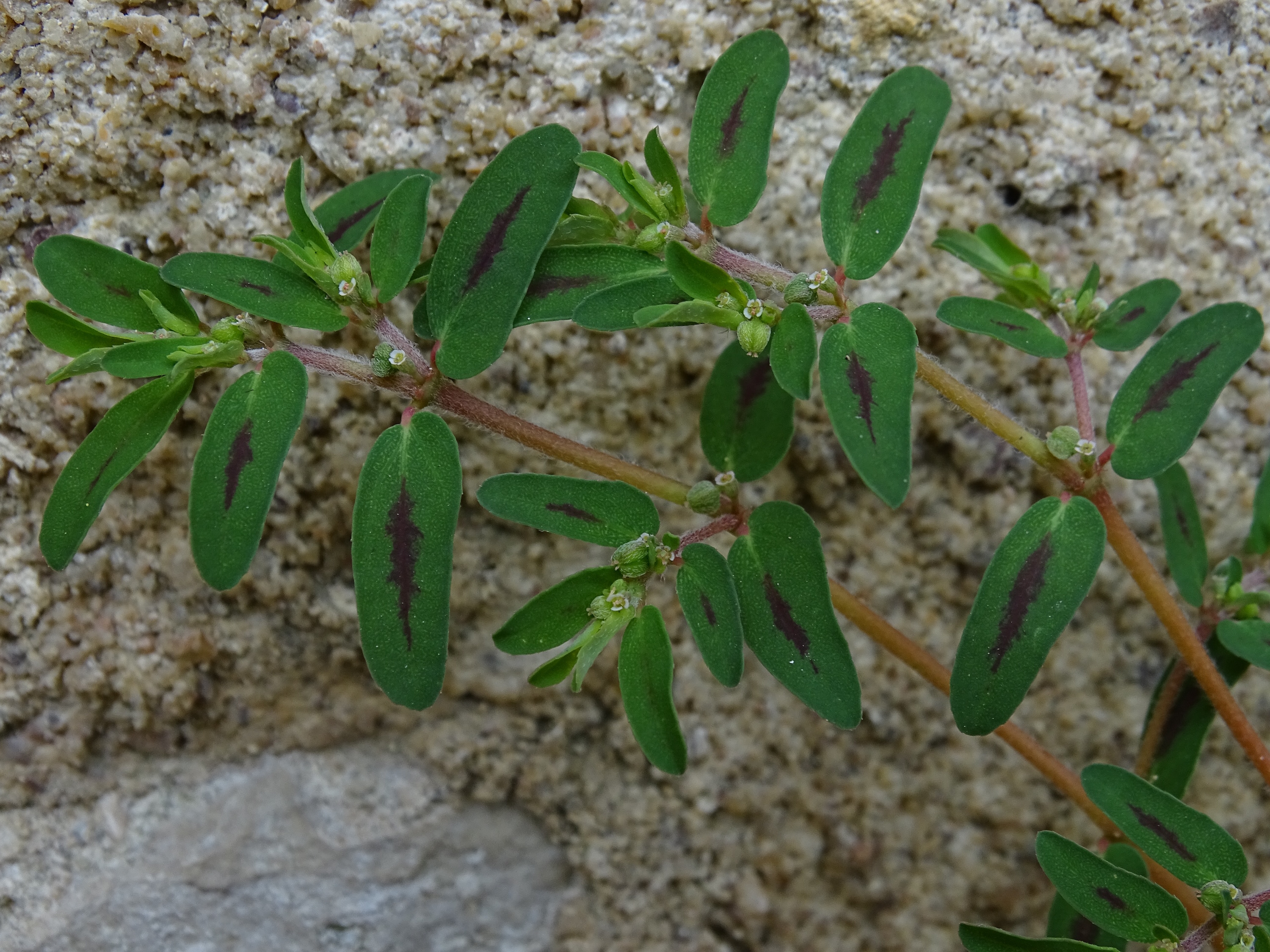 Euphorbia maculata L., 1753