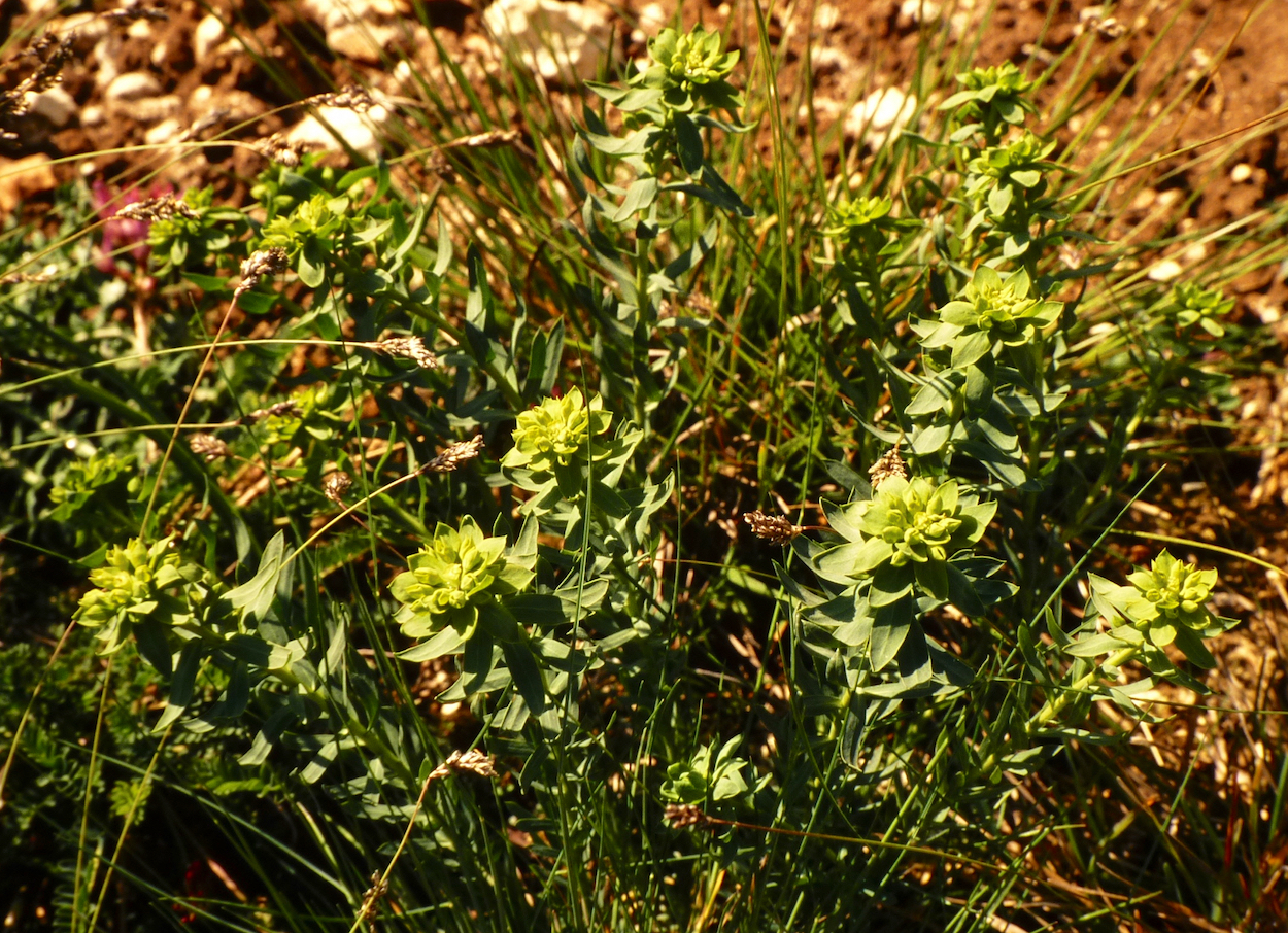 Euphorbia seguieriana subsp. seguieriana Neck., 1770