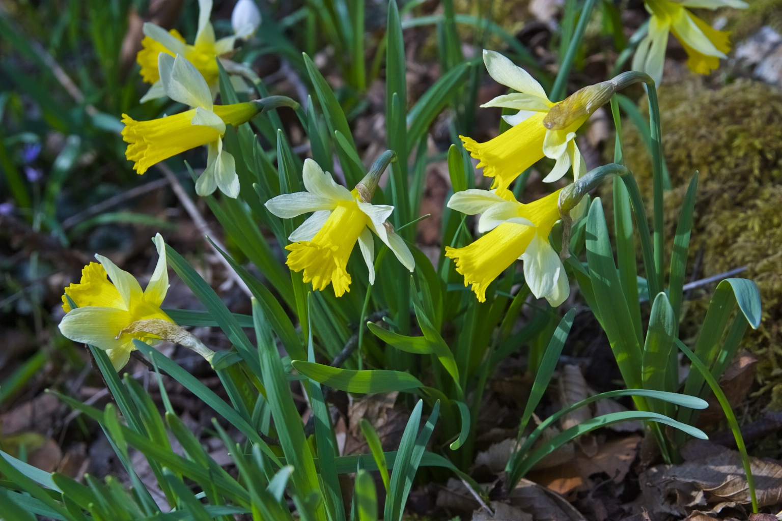 Jonquille - Narcissus pseudonarcissus subsp. pseudonarcissus L., 1753
