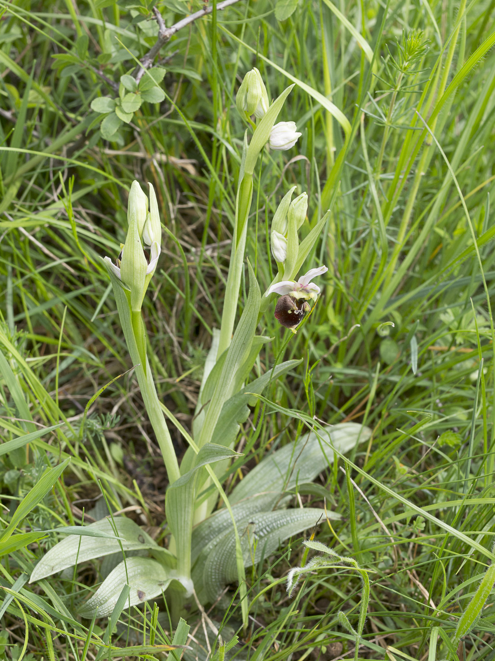 Ophrys fuciflora (F.W.Schmidt) Moench, 1802