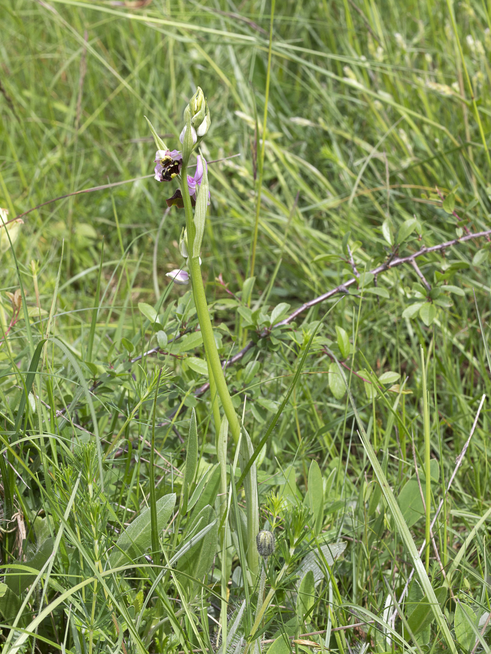 Ophrys fuciflora (F.W.Schmidt) Moench, 1802