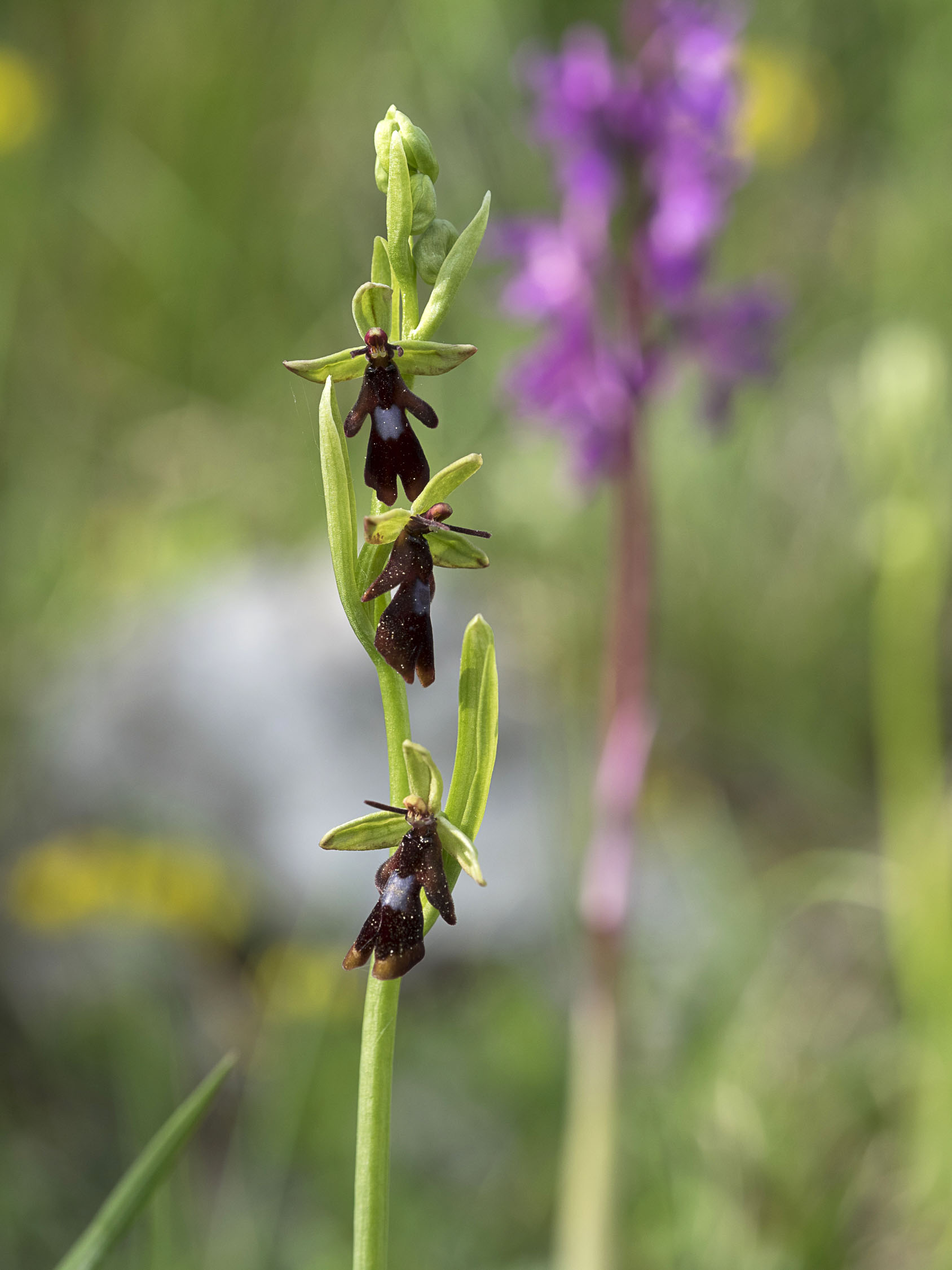 Ophrys insectifera L., 1753