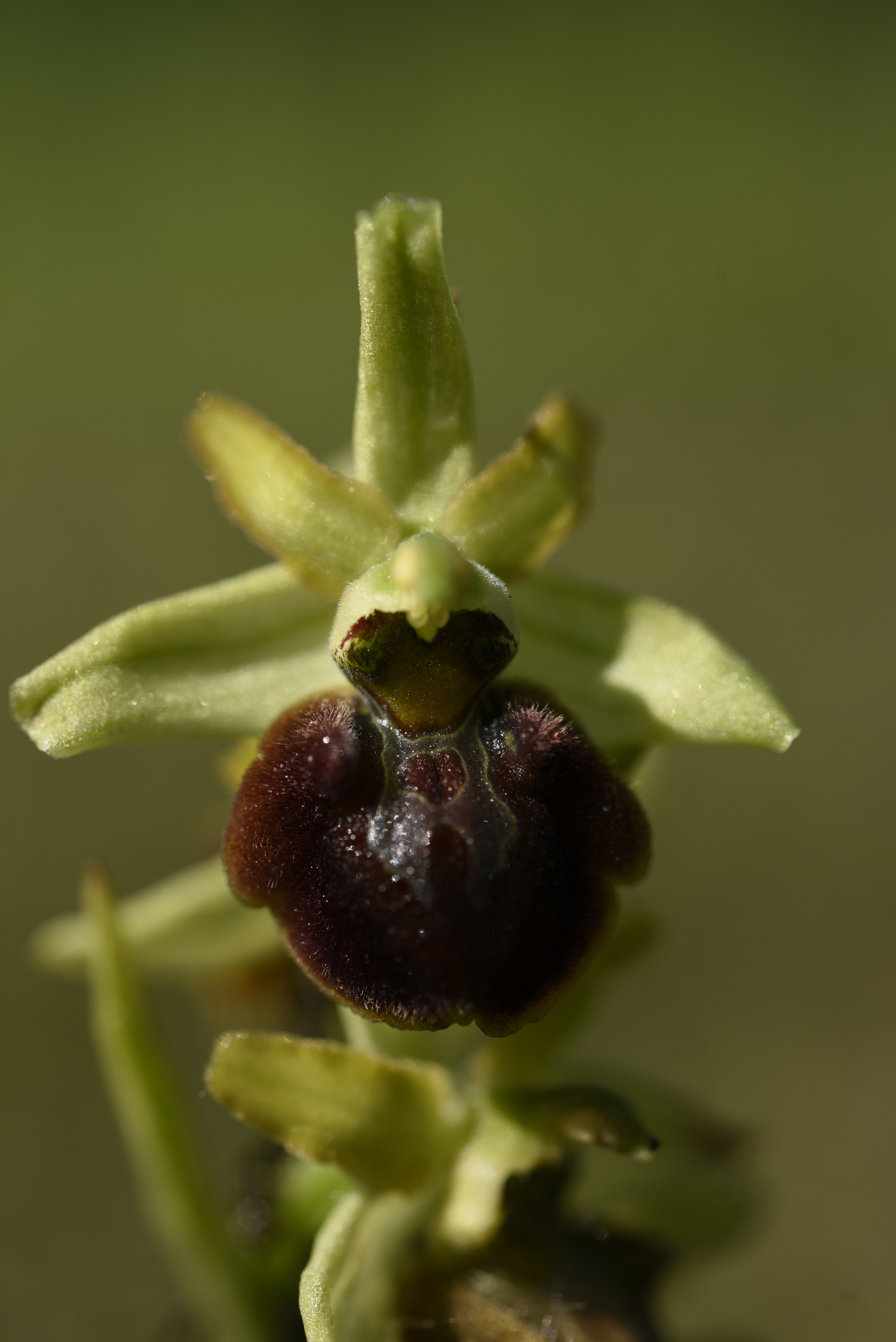 Ophrys aranifera subsp. aranifera Huds., 1778
