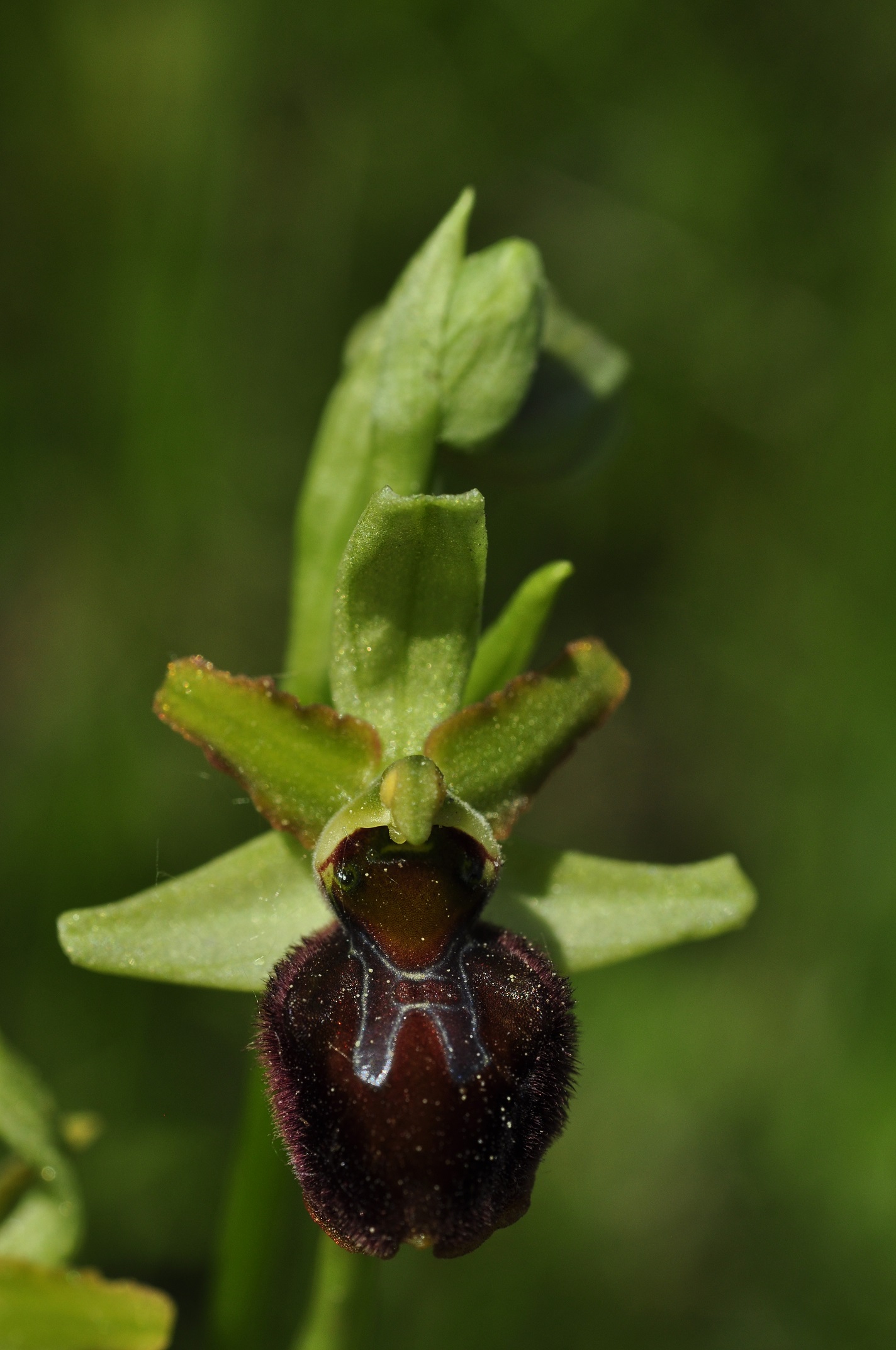Ophrys aranifera subsp. aranifera Huds., 1778