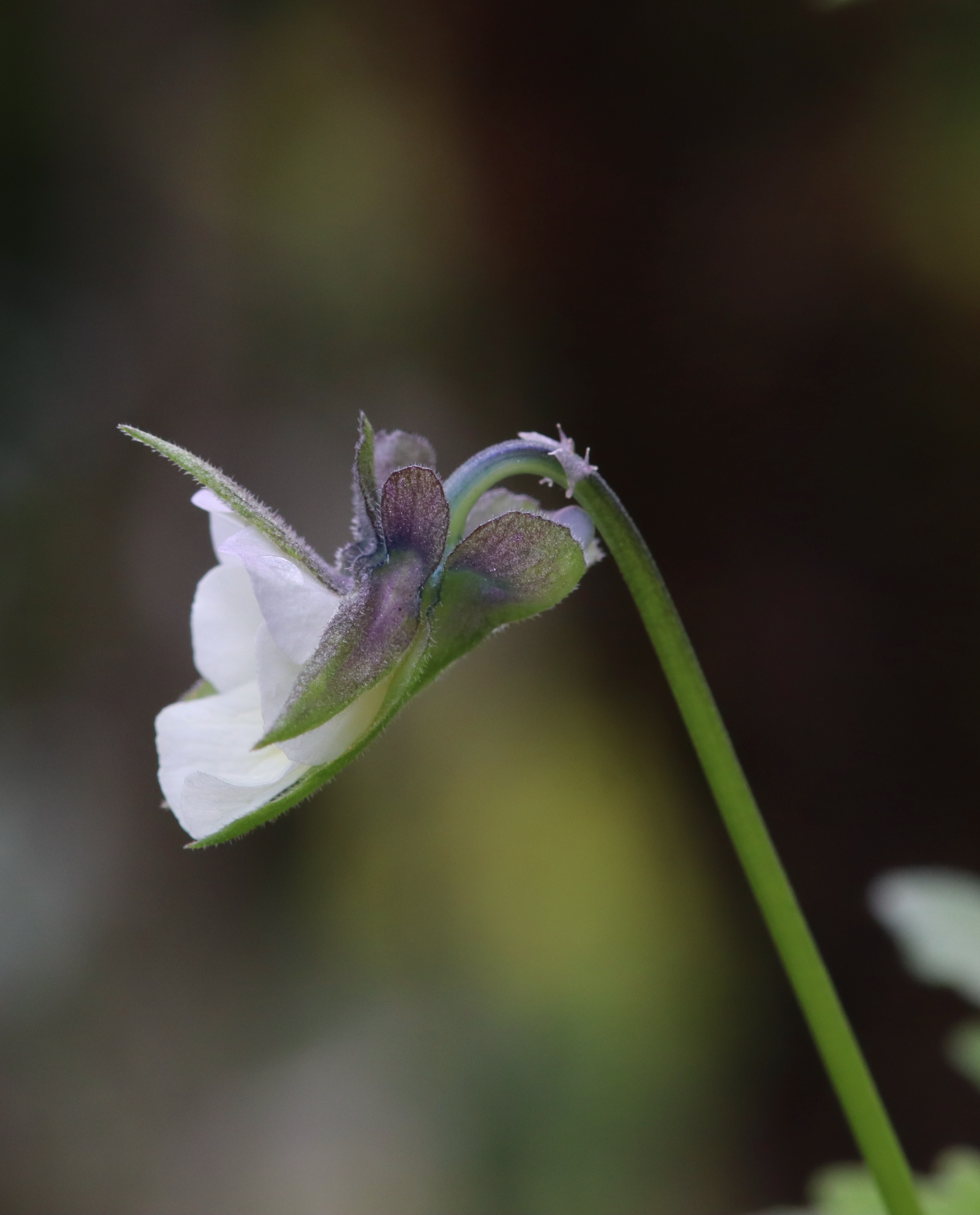Viola arvensis var. arvensis Murray, 1770