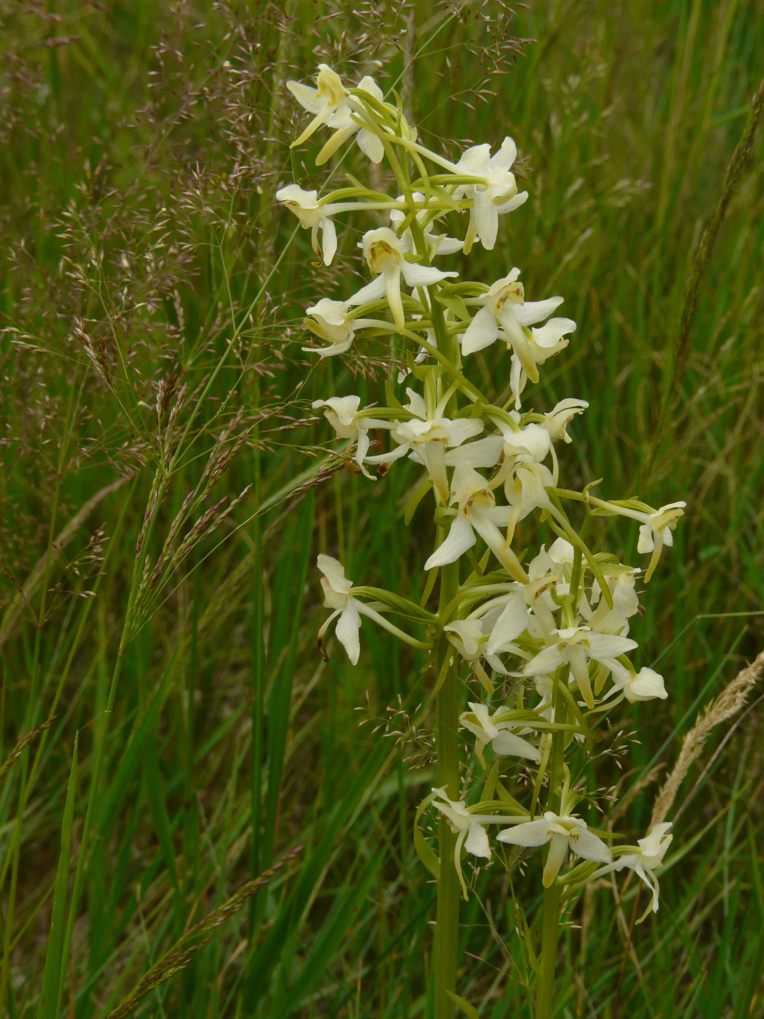 Platanthera chlorantha (Custer) Rchb., 1828