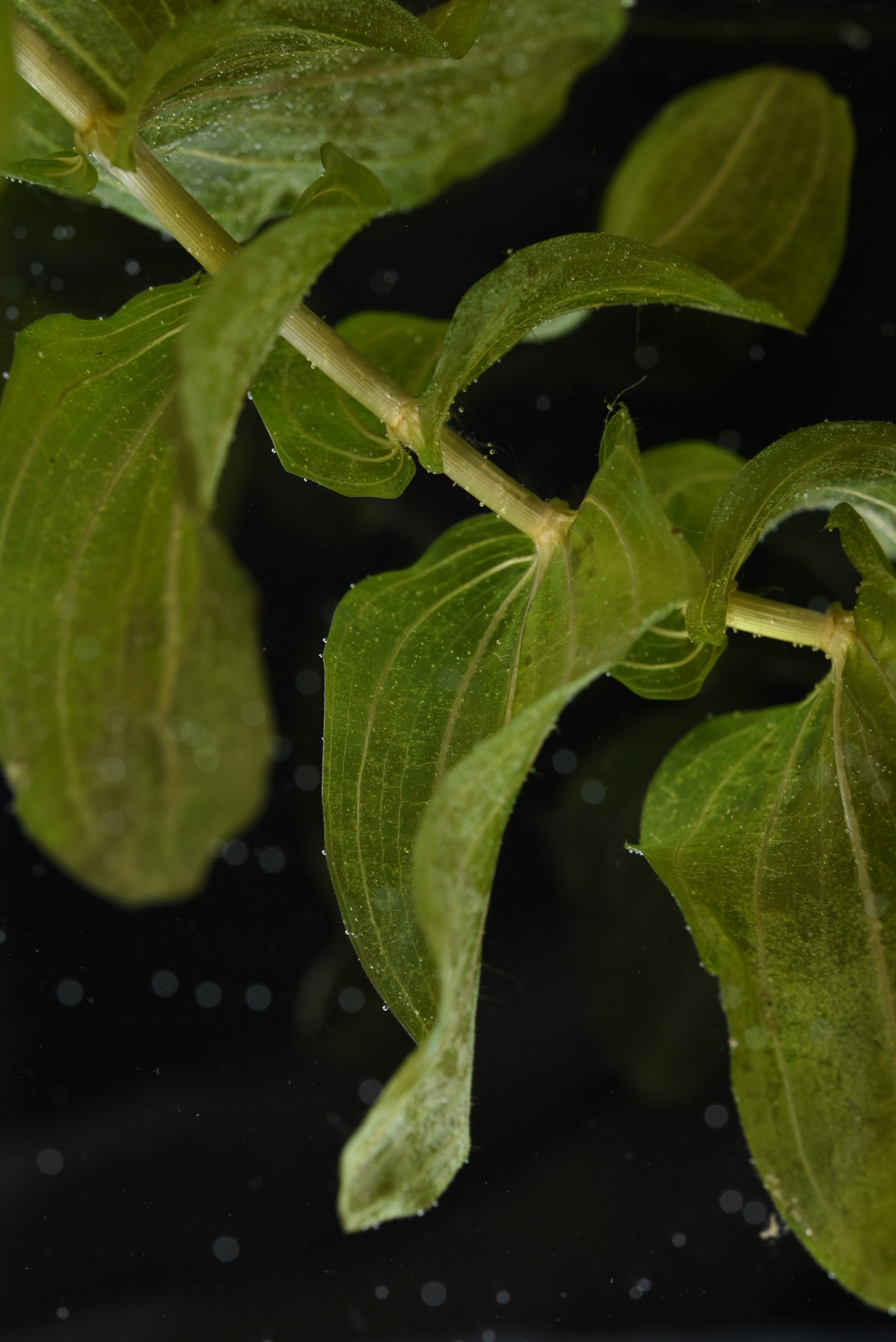 Potamogeton perfoliatus L., 1753