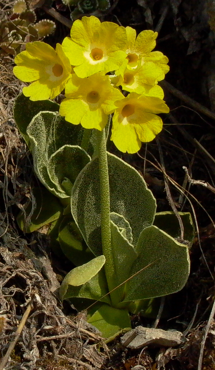 Primula lutea subsp. lutea Vill., 1787