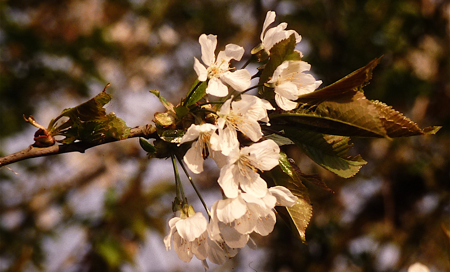 Prunus cerasus L., 1753