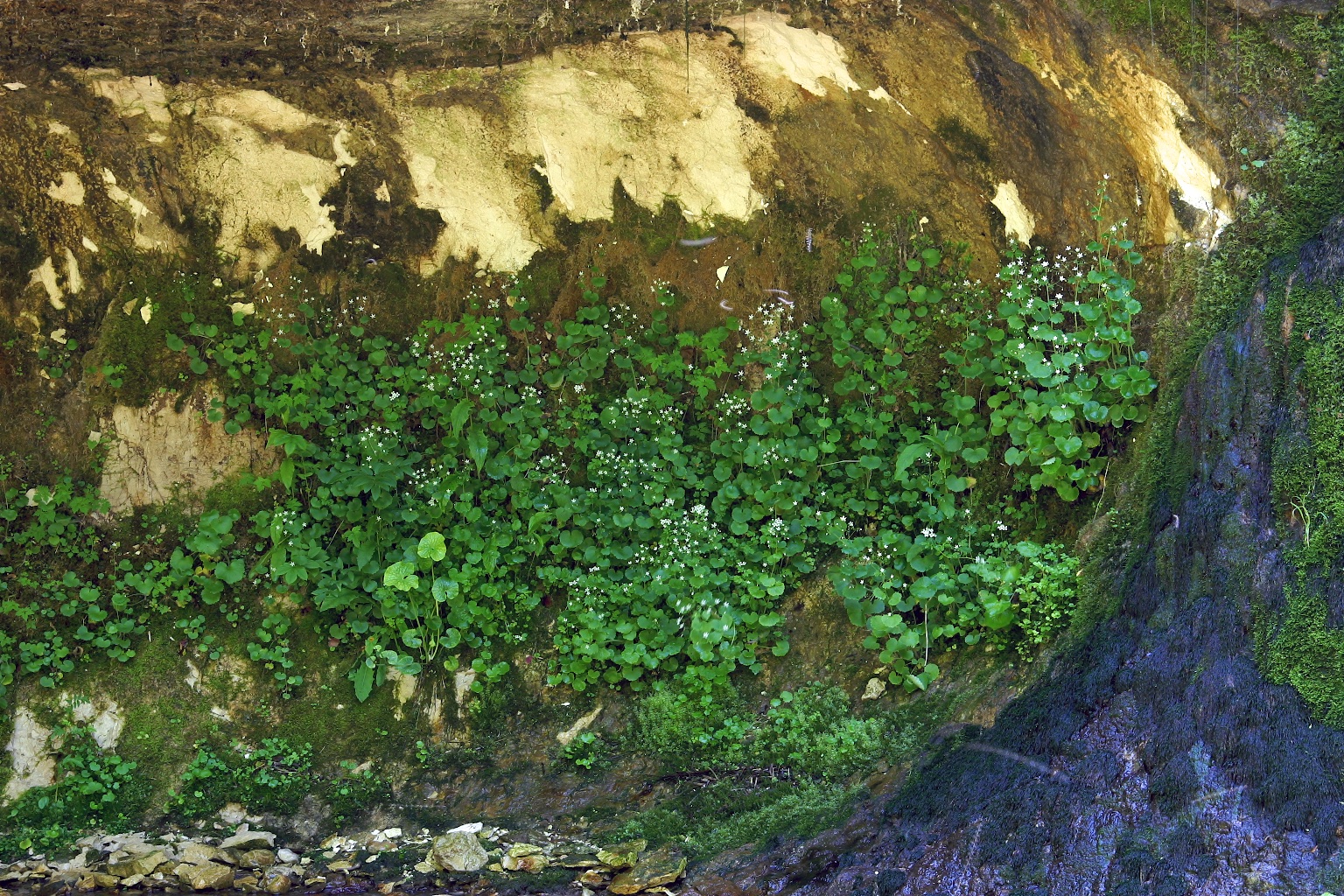 Saxifraga rotundifolia L. subsp. rotundifolia var. rotundifolia