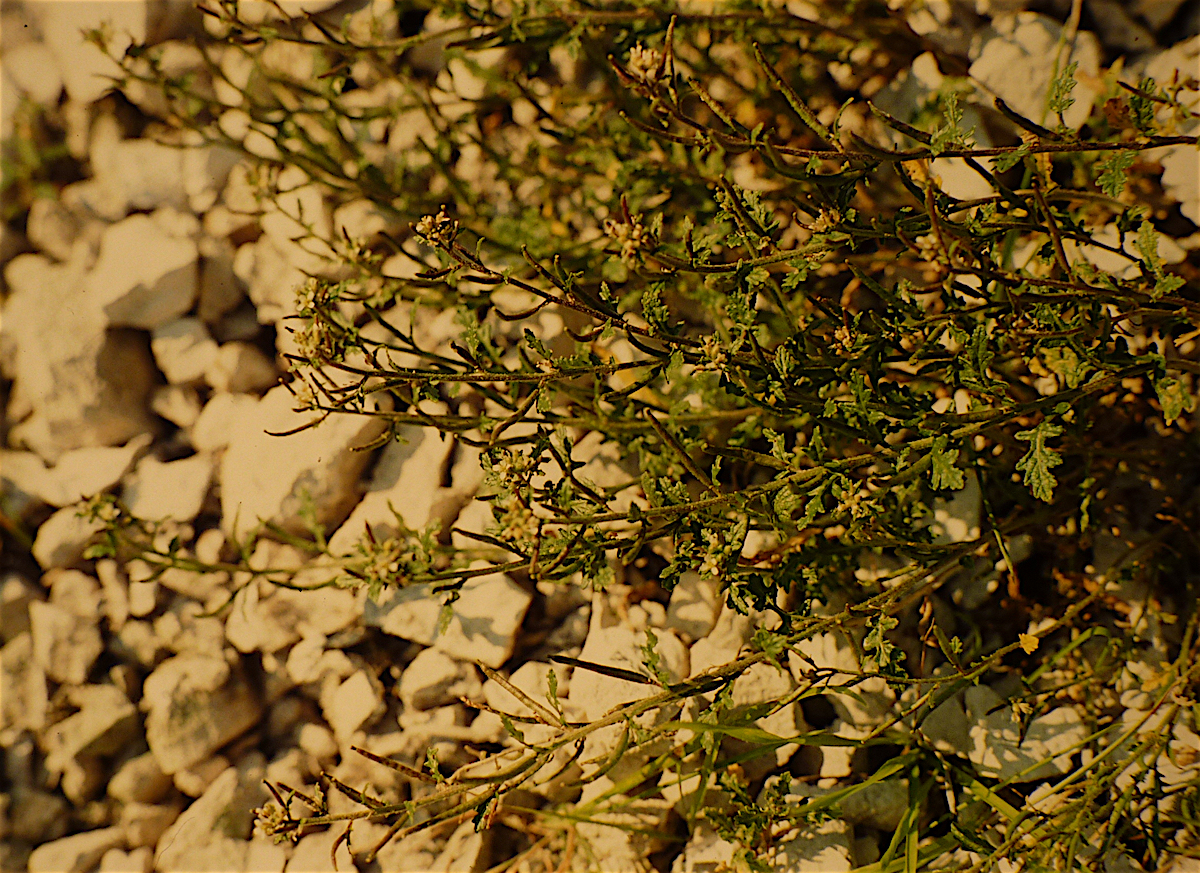 Erucastrum supinum (L.) Al-Shehbaz & Warwick, 2003