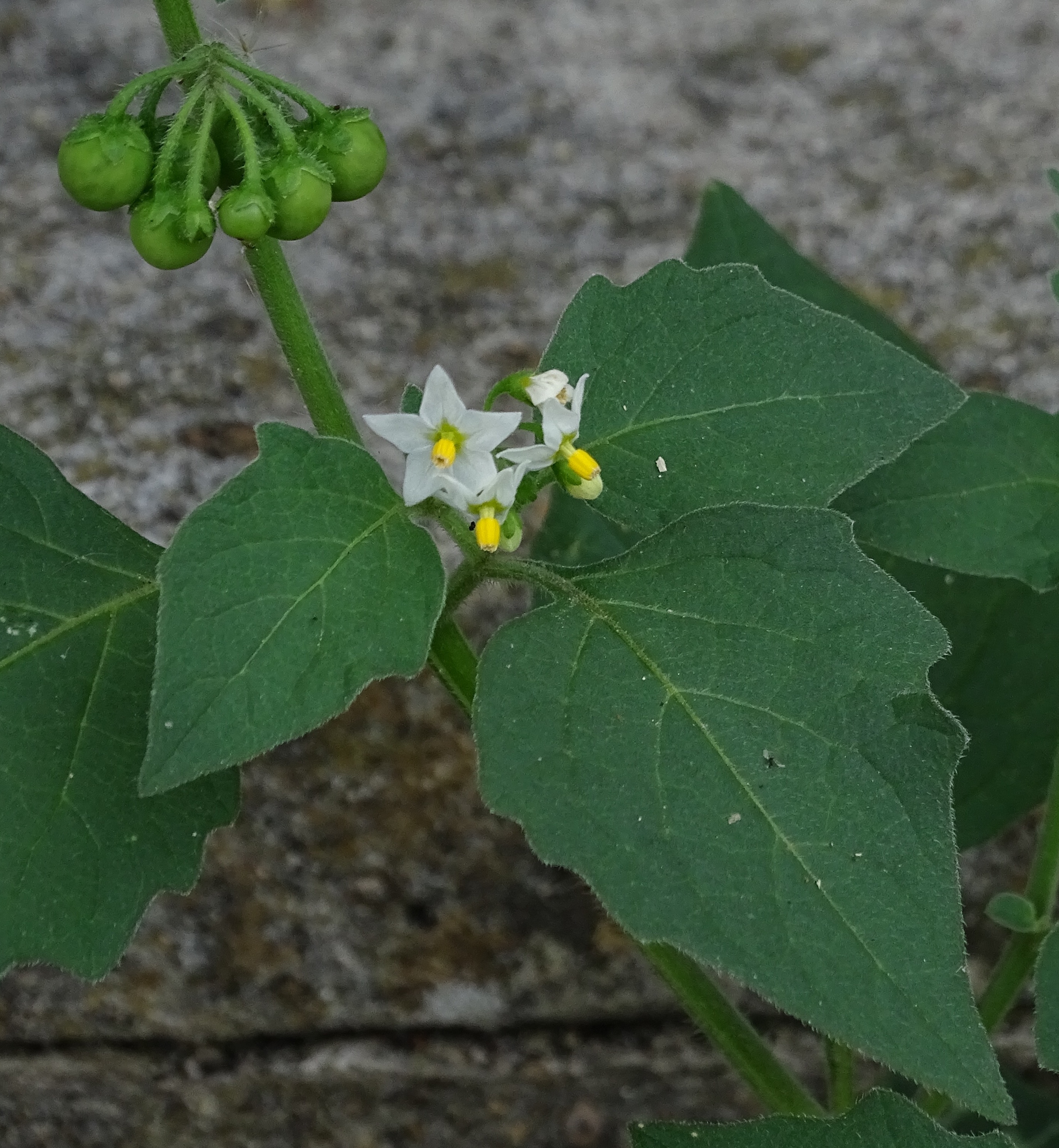 Solanum nigrum subsp. schultesii (Opiz) Wessely, 1961
