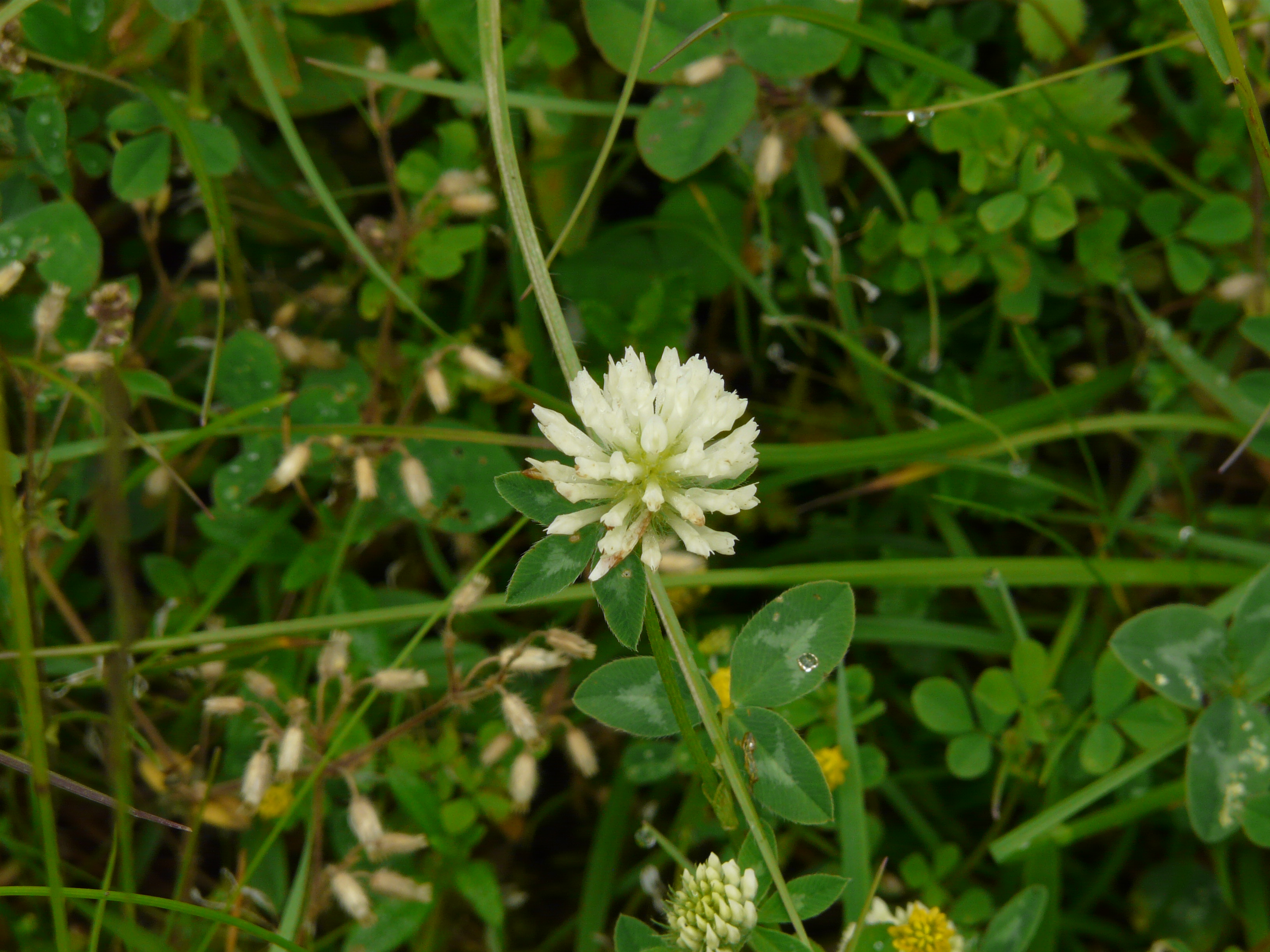 Trifolium repens L., 1753