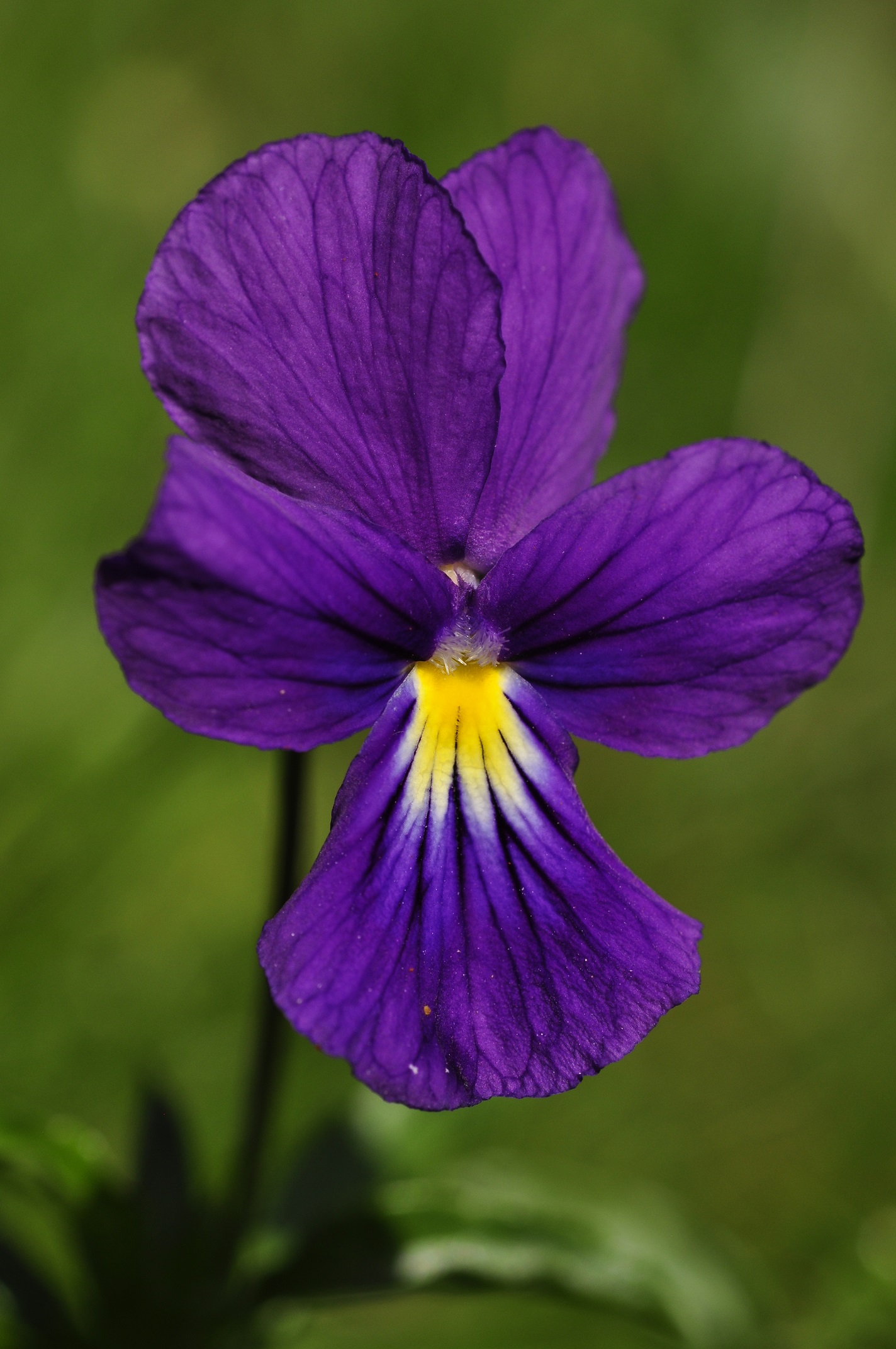 Viola lutea subsp. lutea Huds., 1762
